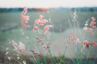 粉红花瓣花朵的选择性聚焦照片